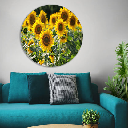 Veld met stralende zonnebloemen in de zon   forex muurcirkel