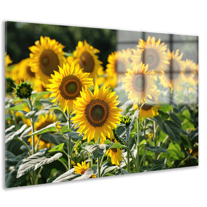 Veld met stralende zonnebloemen in de zon   acrylglas