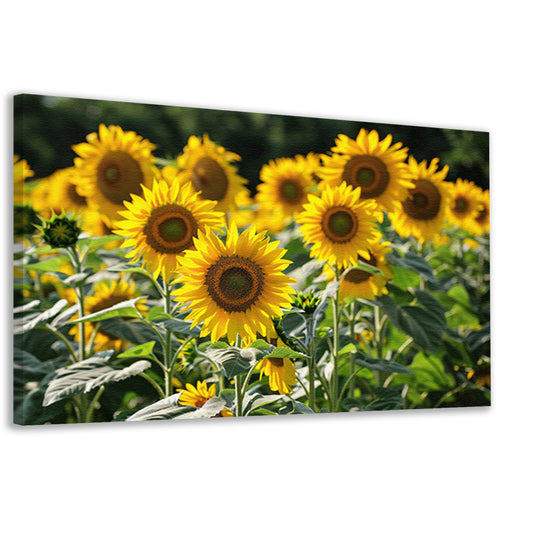 Veld met stralende zonnebloemen in de zon canvas