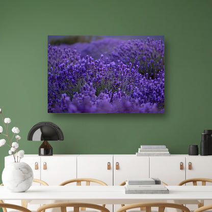 Lavendel in volle bloei met diepe paarse tinten acrylglas