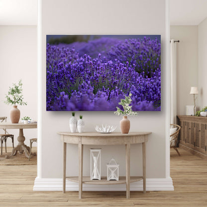 Lavendel in volle bloei met diepe paarse tinten canvas met baklijst