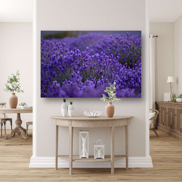 Lavendel in volle bloei met diepe paarse tinten acrylglas