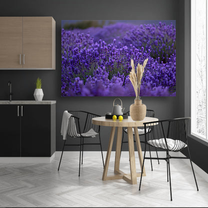 Lavendel in volle bloei met diepe paarse tinten acrylglas