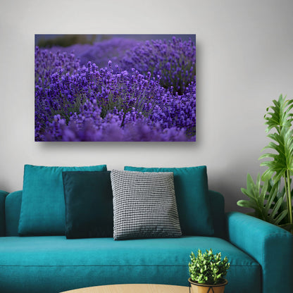 Lavendel in volle bloei met diepe paarse tinten canvas met baklijst