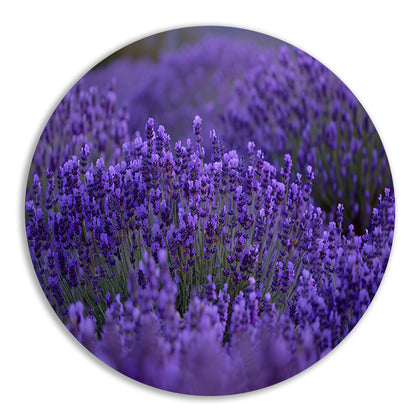 Lavendel in volle bloei met diepe paarse tinten aluminium muurcirkel