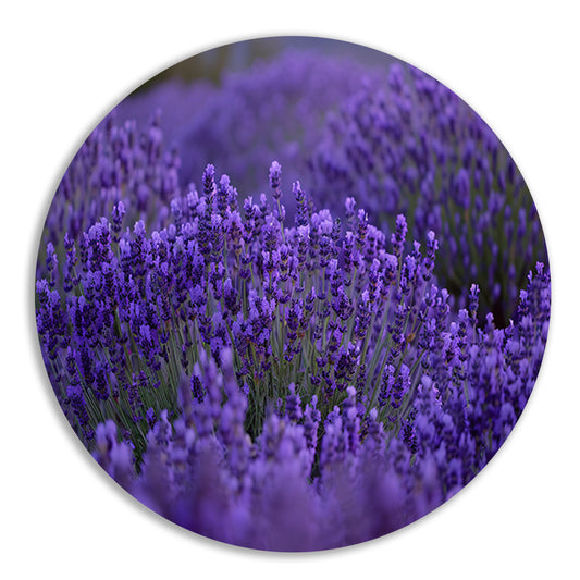 Lavendel in volle bloei met diepe paarse tinten aluminium muurcirkel