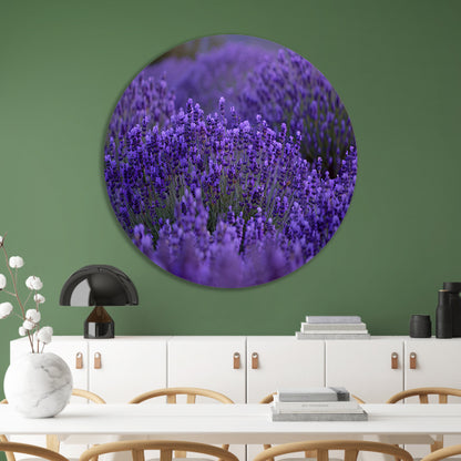 Lavendel in volle bloei met diepe paarse tinten aluminium muurcirkel