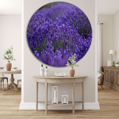 Lavendel in volle bloei met diepe paarse tinten aluminium muurcirkel