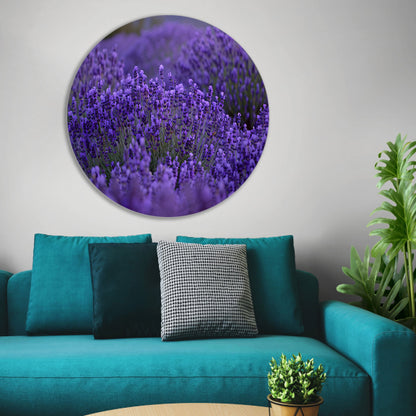 Lavendel in volle bloei met diepe paarse tinten aluminium muurcirkel
