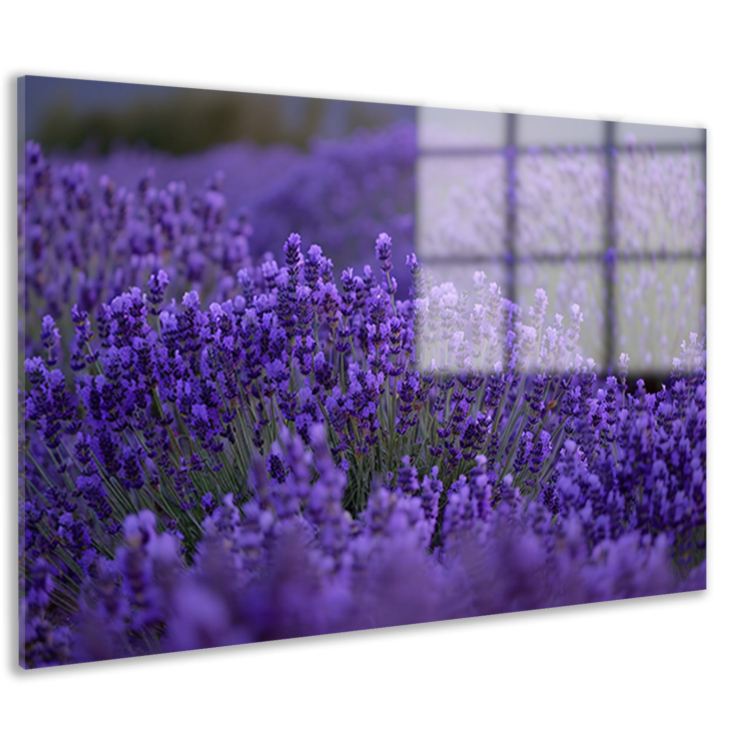 Lavendel in volle bloei met diepe paarse tinten acrylglas