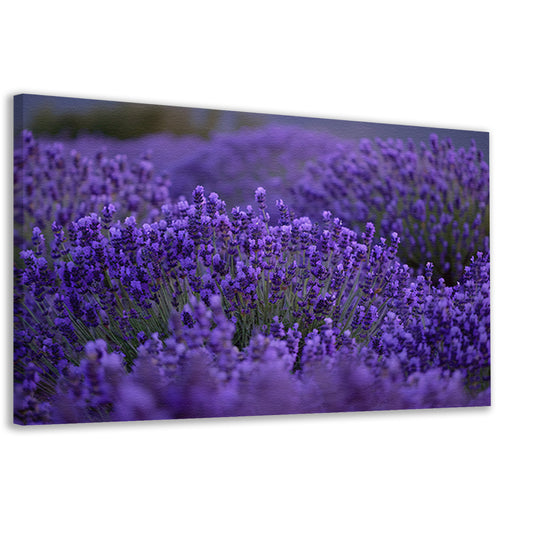 Lavendel in volle bloei met diepe paarse tinten canvas