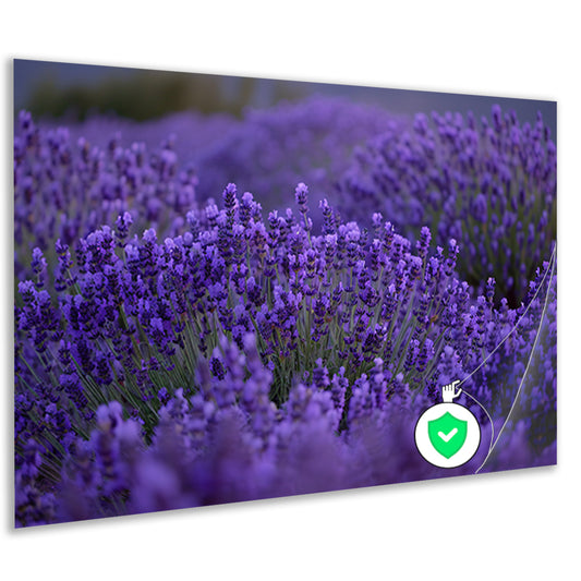 Lavendel in volle bloei met diepe paarse tinten poster