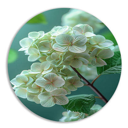 Close-up van Zachtroze Hortensia Bloemen aluminium muurcirkel