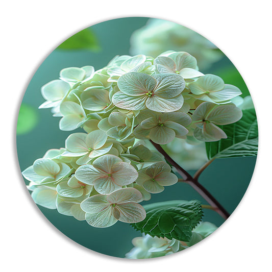 Close-up van Zachtroze Hortensia Bloemen aluminium muurcirkel