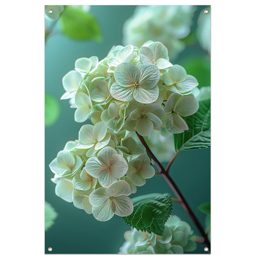 Close-up van Zachtroze Hortensia Bloemen tuinposter