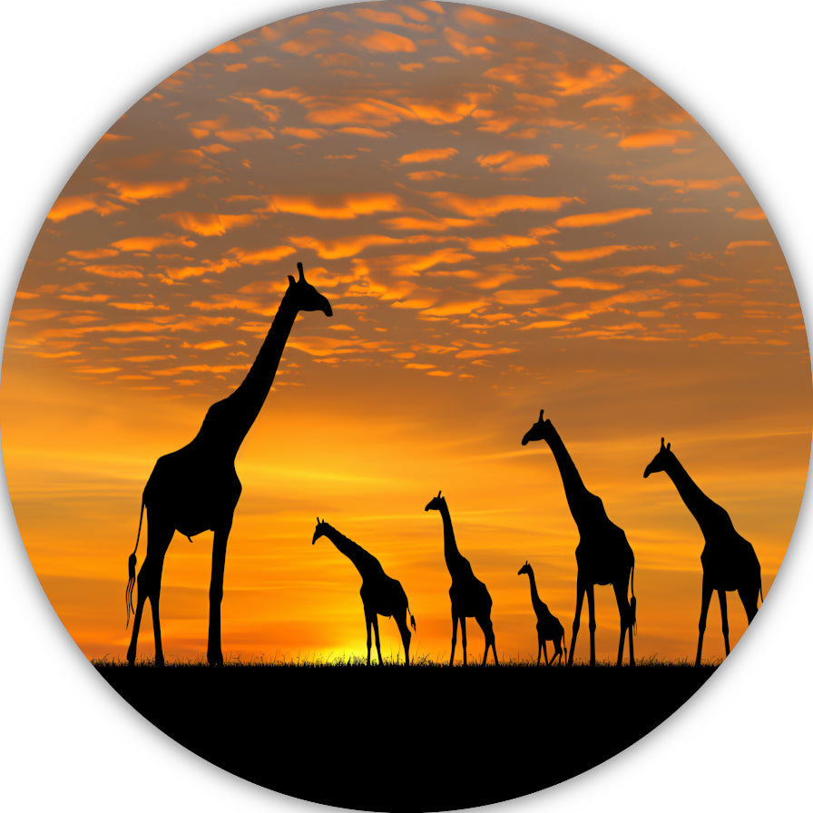 Silhouetgiraffes Zonsondergang Savanne aluminium muurcirkel