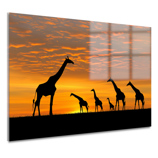 Silhouetgiraffes Zonsondergang Savanne acrylglas