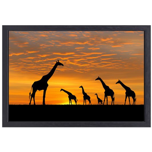 Silhouetgiraffes Zonsondergang Savanne canvas met baklijst