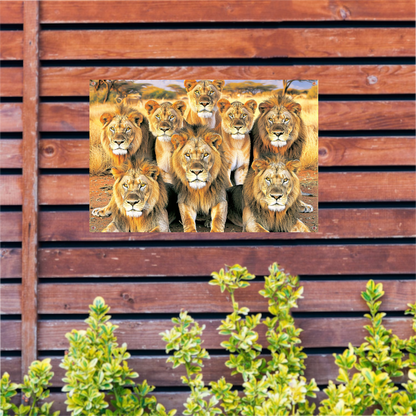 Leeuwen in Afrikaans Grasland tuinposter