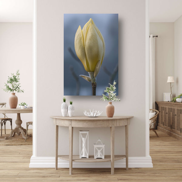 Gele Magnolia Bloemknop in Close-up acrylglas