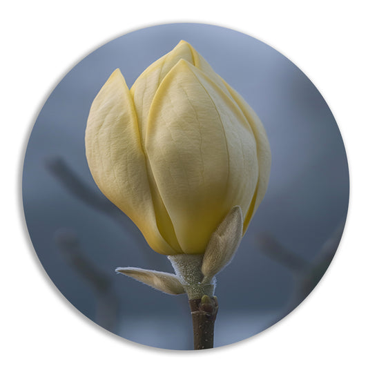 Gele Magnolia Bloemknop in Close-up aluminium muurcirkel