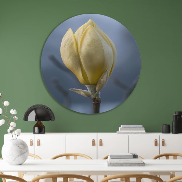 Gele Magnolia Bloemknop in Close-up aluminium muurcirkel