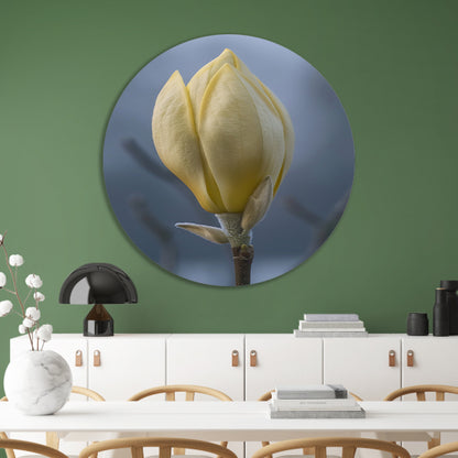 Gele Magnolia Bloemknop in Close-up aluminium muurcirkel