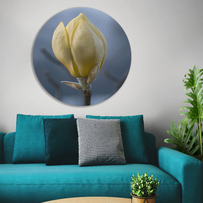 Gele Magnolia Bloemknop in Close-up aluminium muurcirkel