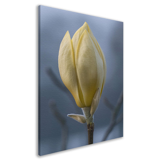 Gele Magnolia Bloemknop in Close-up canvas