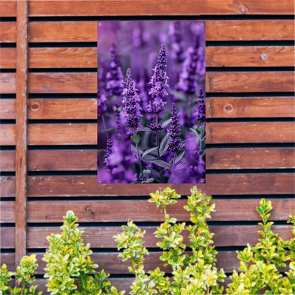 Close-up van paarse lavendel in bloei tuinposter