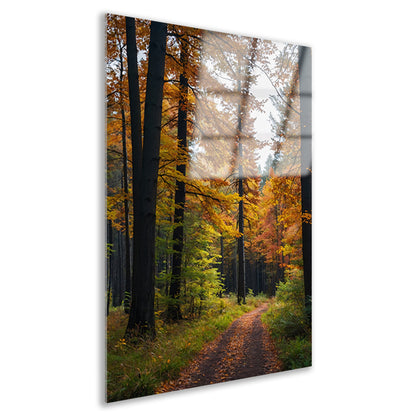 Betoverend herfstbos met kleurrijke bladeren acrylglas