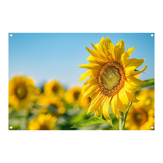 Levendige zonnebloemen in een bloeiend veld tuinposter