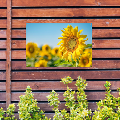 Levendige zonnebloemen in een bloeiend veld tuinposter