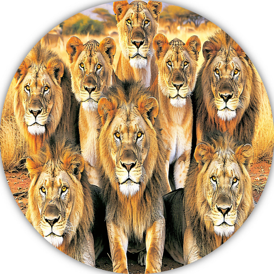 Leeuwen in Afrikaans Grasland aluminium muurcirkel