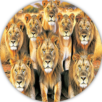 Leeuwen in Afrikaans Grasland aluminium muurcirkel