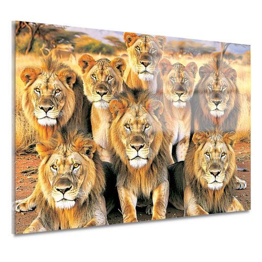 Leeuwen in Afrikaans Grasland acrylglas