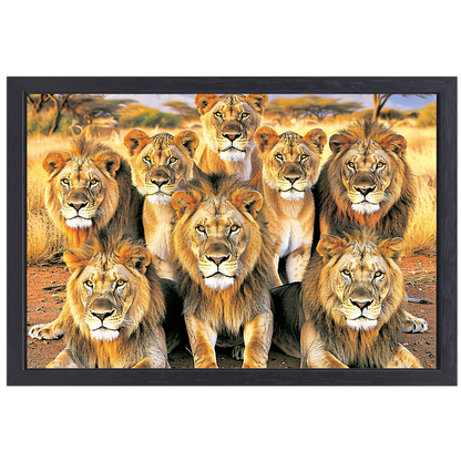 Leeuwen in Afrikaans Grasland canvas met baklijst