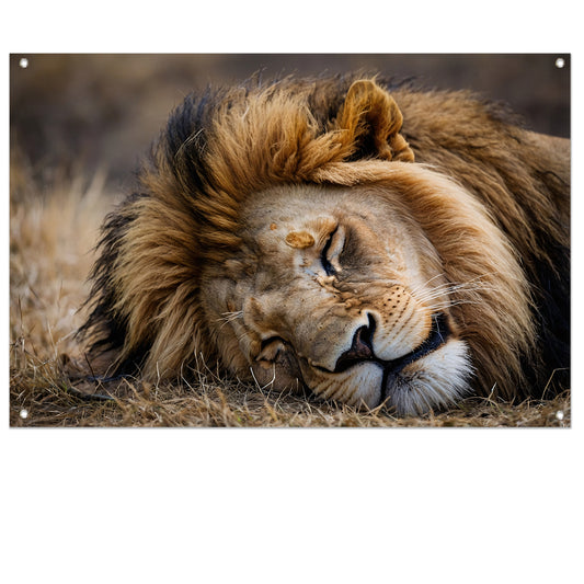 Slapende leeuw in zijn natuurlijke habitat tuinposter