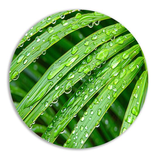 Groene bladeren met dauwdruppels in detail forex muurcirkel