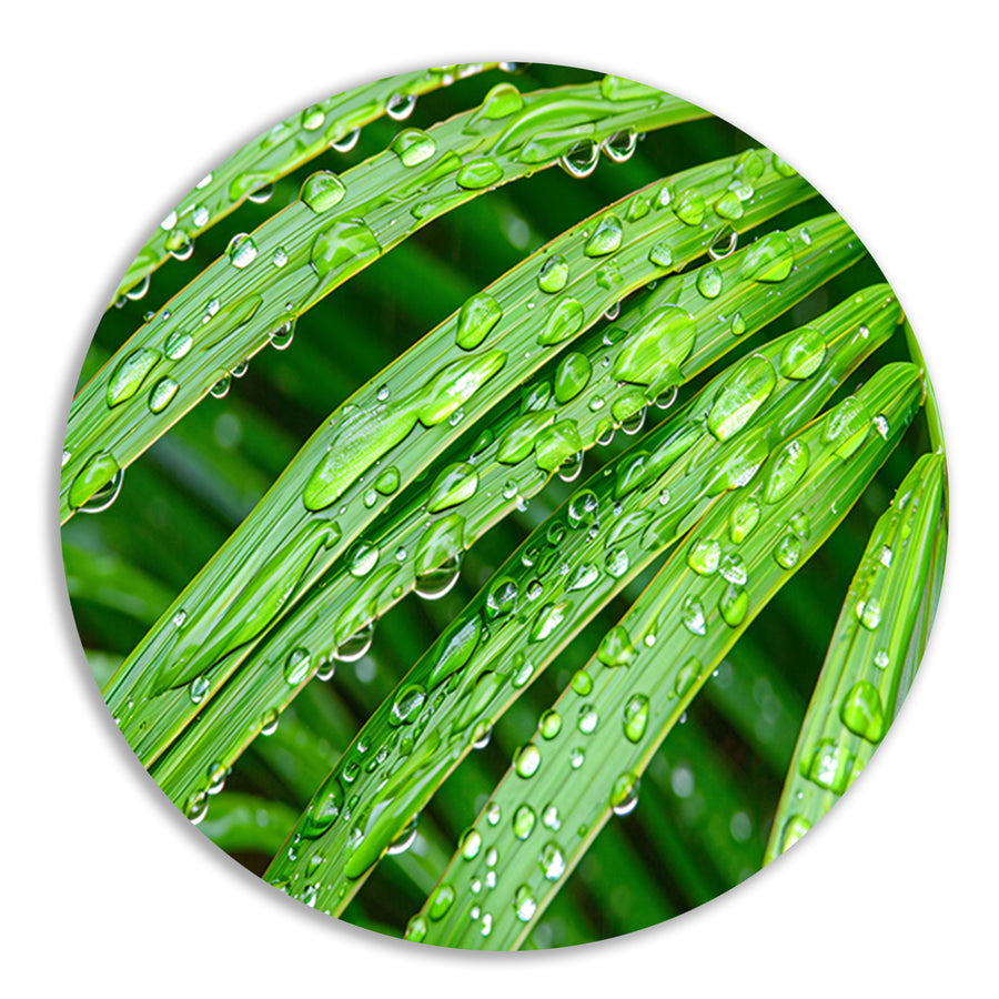 Groene bladeren met dauwdruppels in detail forex muurcirkel