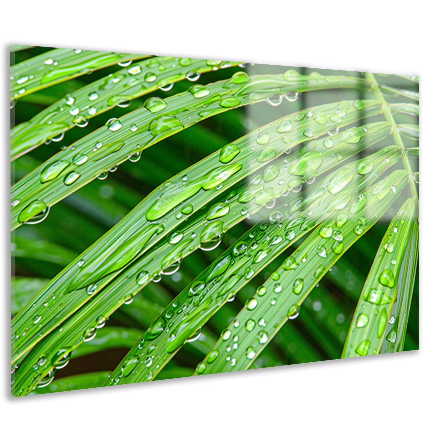 Groene bladeren met dauwdruppels in detail acrylglas