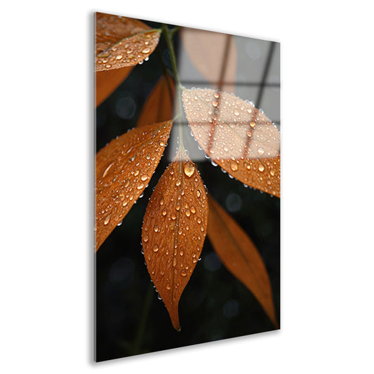 Dauwdruppels op Oranje Zomerbladeren acrylglas