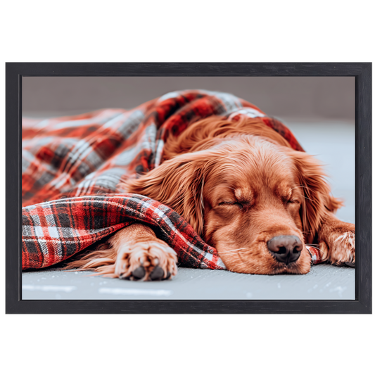Hond rust onder plaid canvas met baklijst