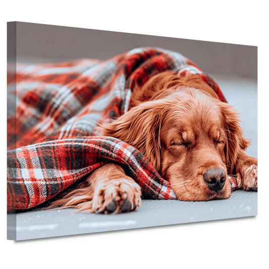 Hond rust onder plaid canvas