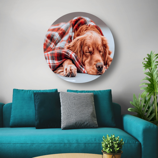 Hond rust onder plaid forex muurcirkel