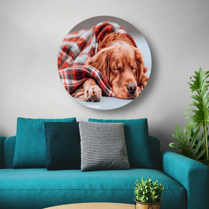 Hond rust onder plaid forex muurcirkel