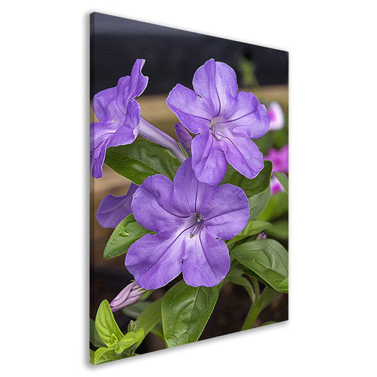 Close-up van paarse bloemen in bloei canvas