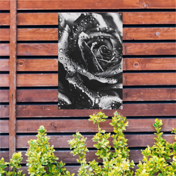 Zwart-witte roos met dauwdruppels close-up tuinposter