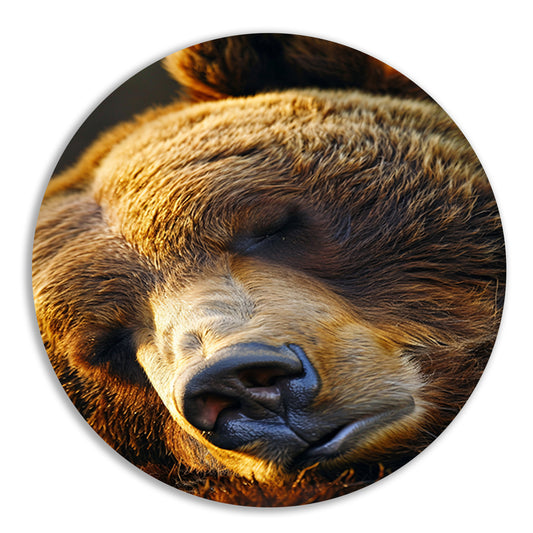 Close-up portret van een slapende beer aluminium muurcirkel