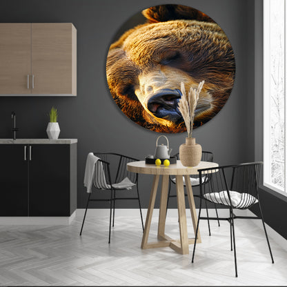 Close-up portret van een slapende beer aluminium muurcirkel